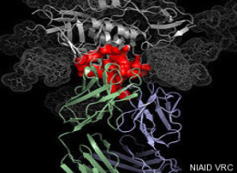 HIV Vaccine Research Developments